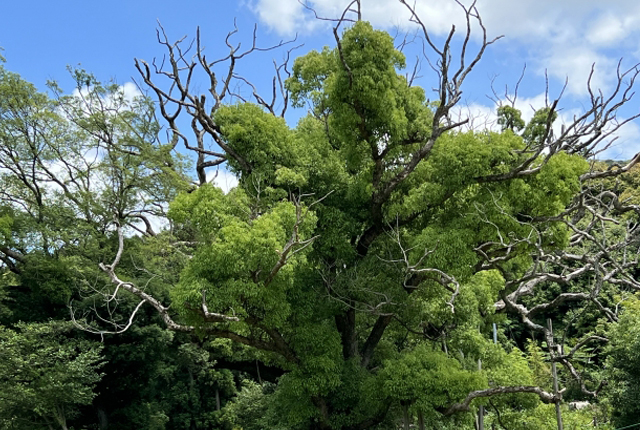 自然豊かな場所